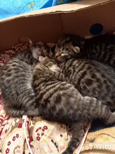 Бенгальские котята