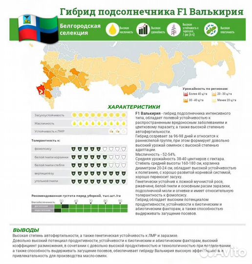 Заразихоустойчивый гибрид подсолнечника Валькирия