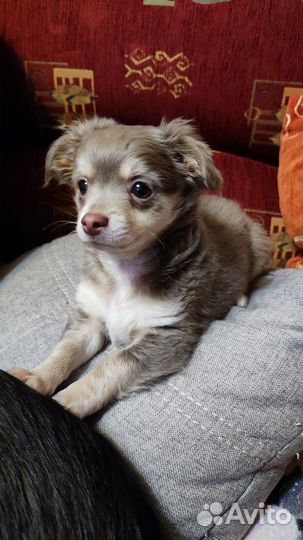 Щенки чихуахуа