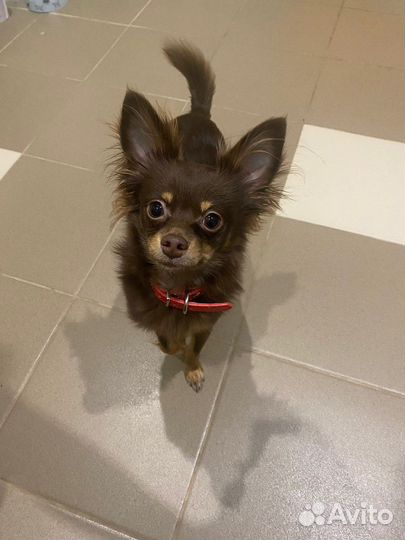 Вязка той-терьер