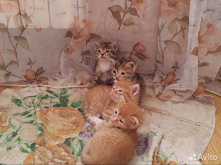 Котята домашние