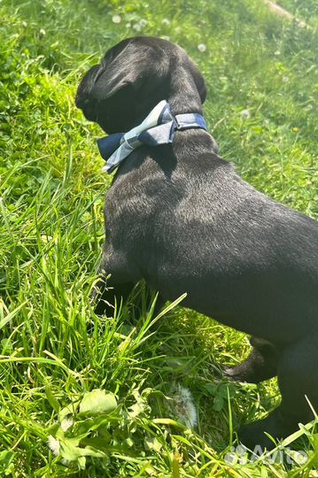 Щенок Кане Корсо