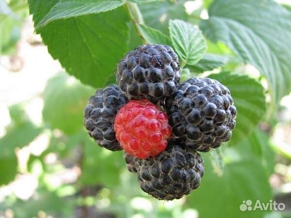 Ремонтантная малина корни