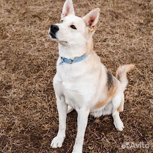 Собака из приюта