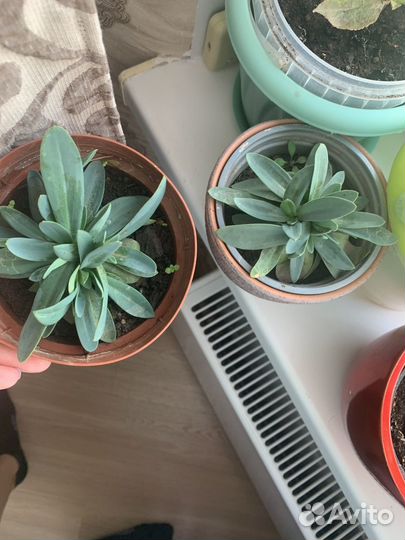 Эустома в горшке низкорослая