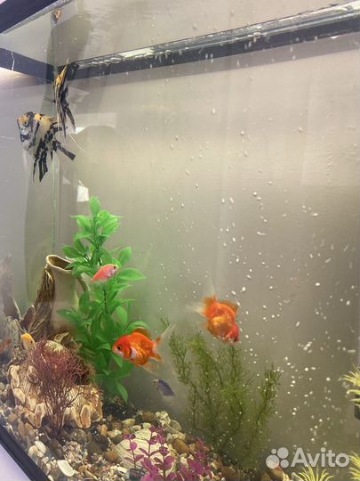 Аквариум с рыбками