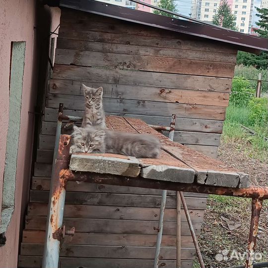 Отдам в добрые руки