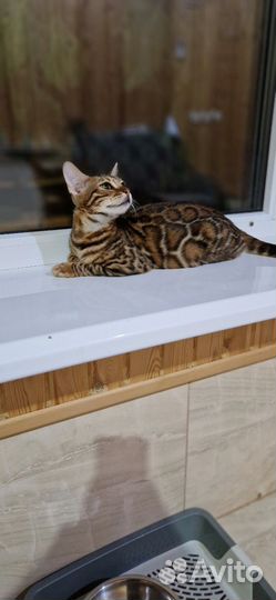 Бенгальские котята