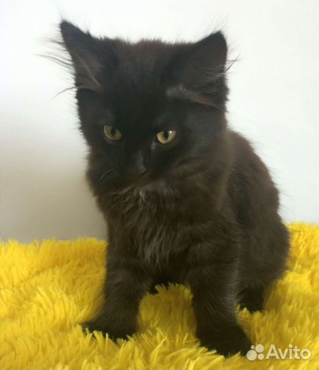 Котик в добрые руки