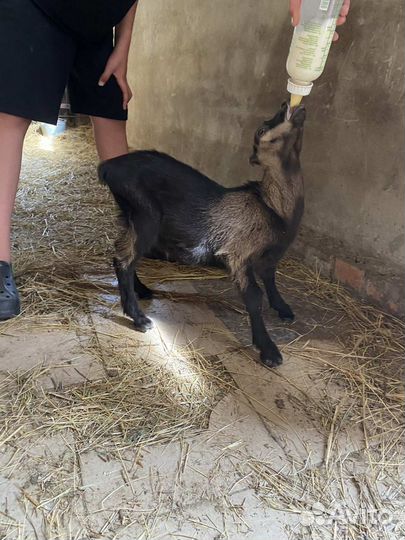 Козлики ламанча