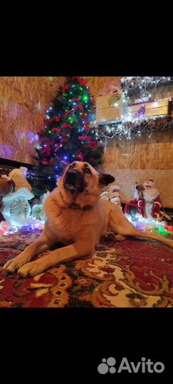 Собака Рыженька ищет дом