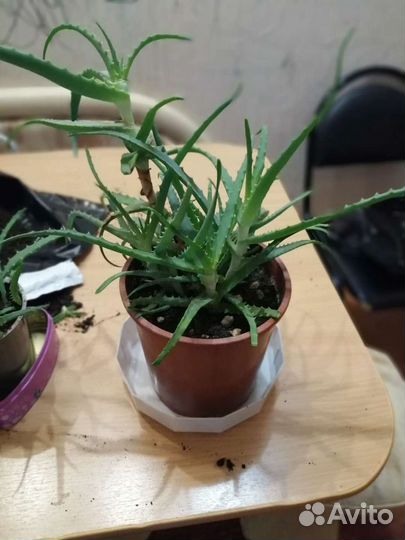 Алоэ ростки