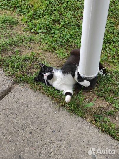 Котик Прошка в добрые руки