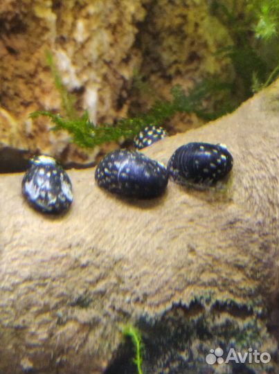 Улитки теодоксус, растения для аквариума и другое