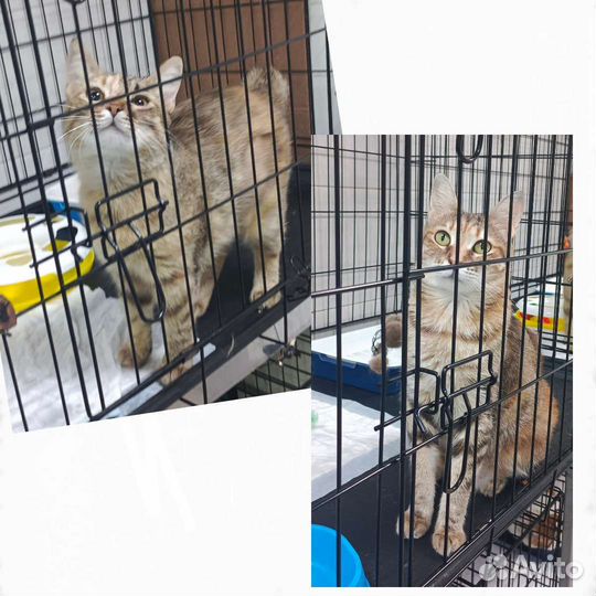 Мы живём в клетке