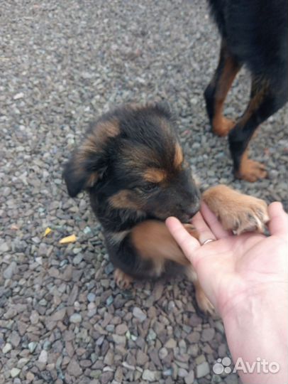 Щенки в добрые руки