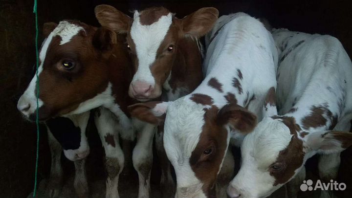Бычки и Тёлки