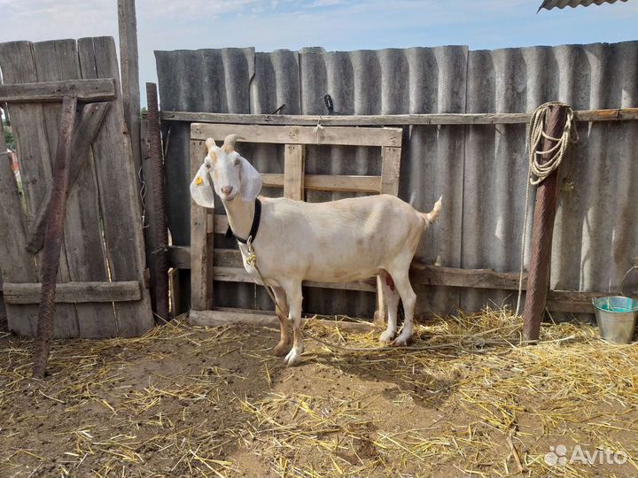 Нубийские козы дойные и козочки