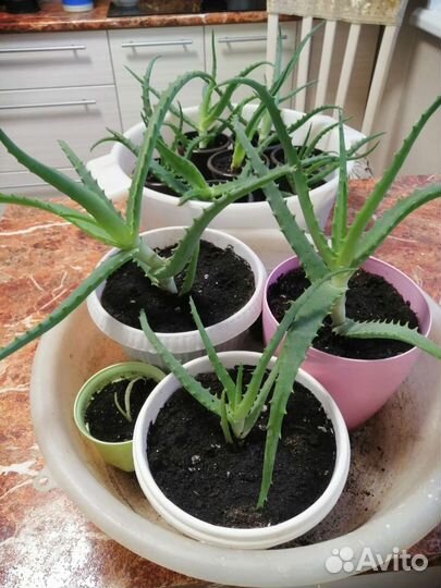 Алоэ лечебный