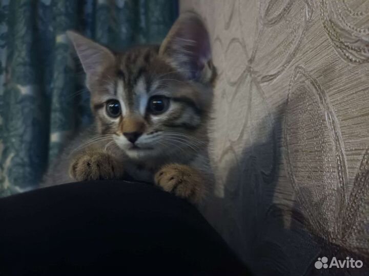 Кошечка в добрые руки бесплатно