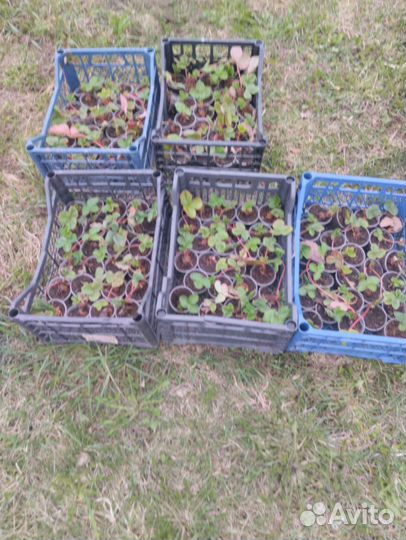 Саженцы Клубники сорт Азия