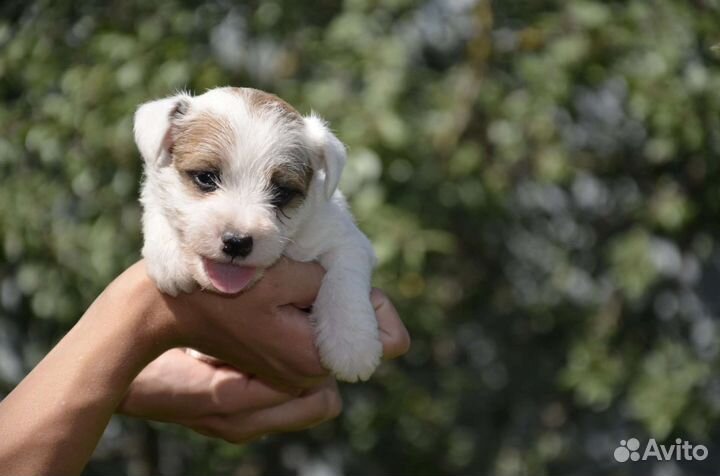 Парсон рассел терьер