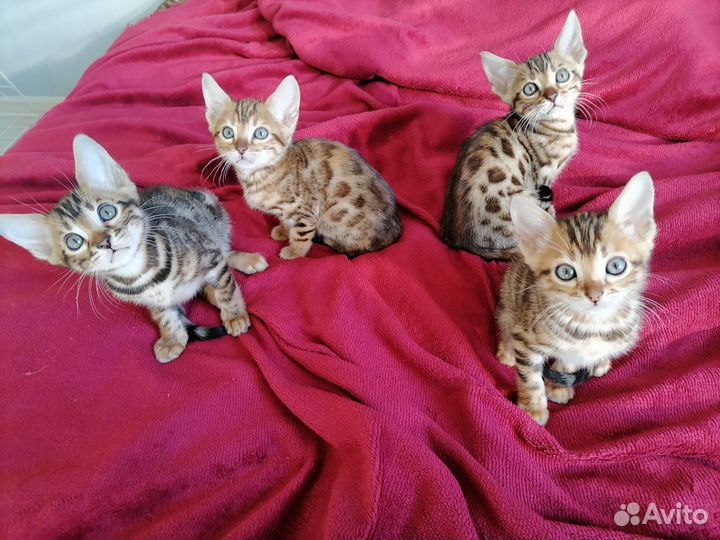 Бенгальские котята