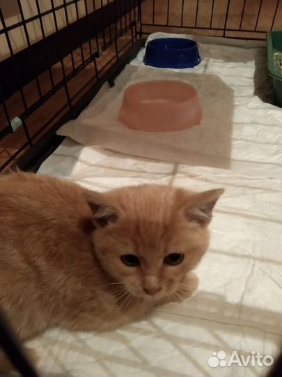 Котенок Персик в добрые руки