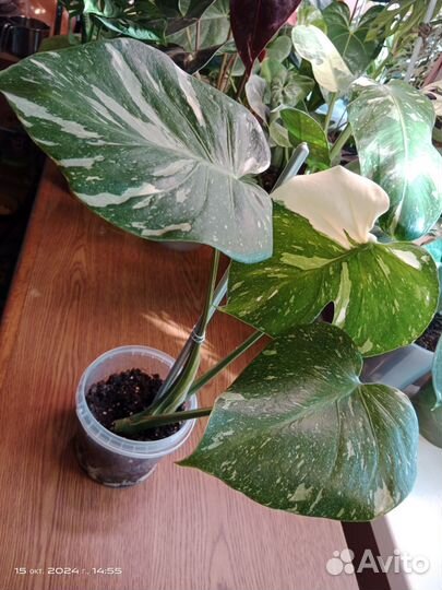 Монстера тайское созвездие