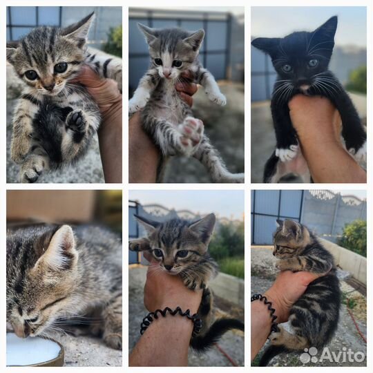Котята в добрые руки