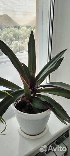 Рео, самый неприхотливый цветок