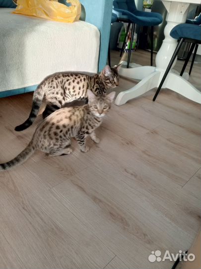 Котята