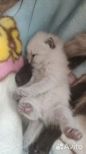 Кошки