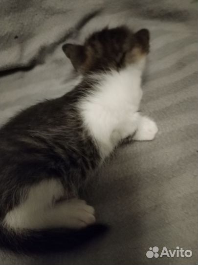 Отдам в добрые руки котят
