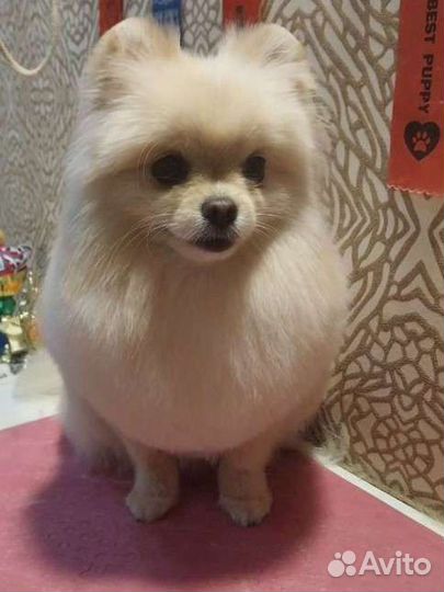 Груминг, стрижка собак,экспресс линька