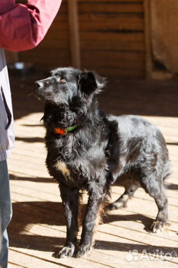 Отдам в добрые руки собаку Графа