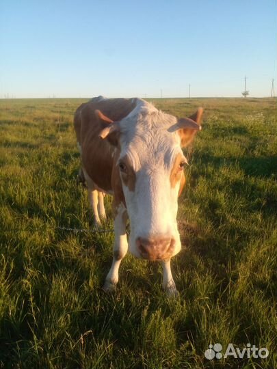 Корова дойная