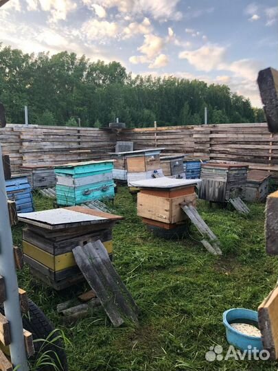 Пчелы и улья