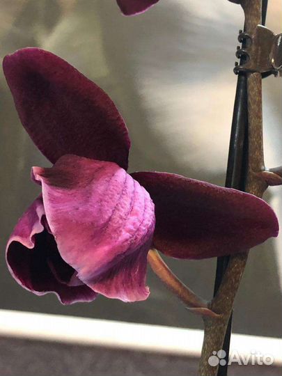 Орхидея фаленопсис Каменная роза пелор