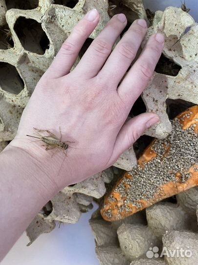 Кормовые насекомые