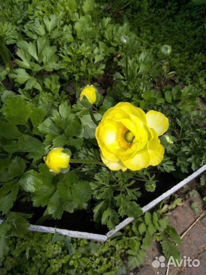 Традесканция,ранункулюсы,сциндапсус,мальва,хоста