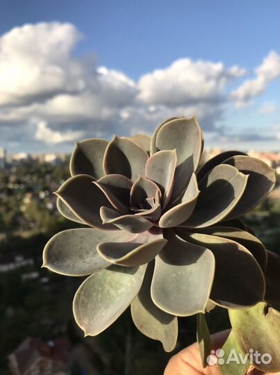 Суккуленты от