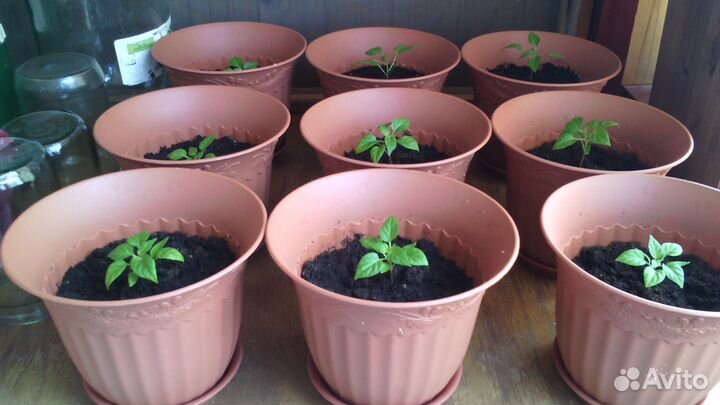 Рассада,томаты,перцы,ящики,ведра 3л,5л,10л