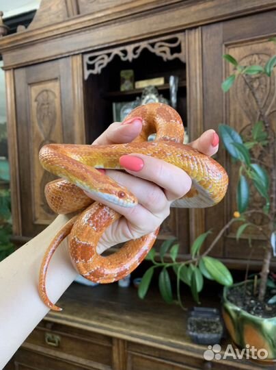 Змея маисовый полоз