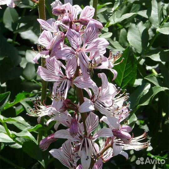 Растения для сада