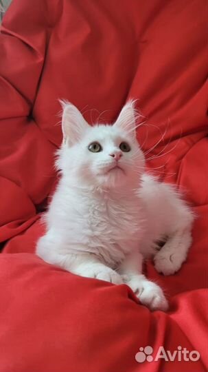 Котята мейн-кун белый