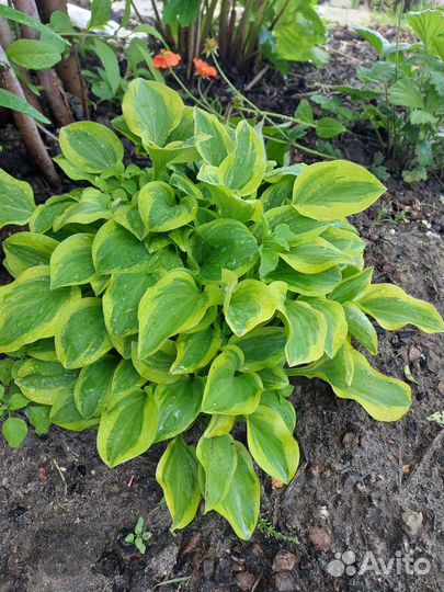 Хоста растение