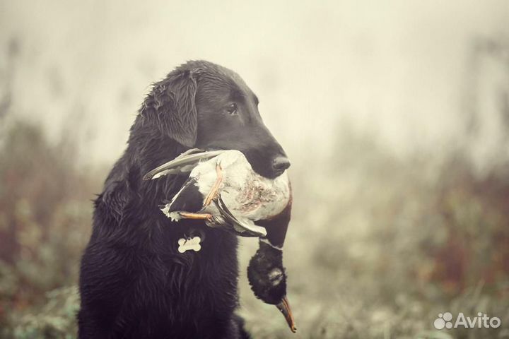 Как курцхаар, только лучше