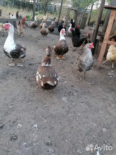 Мускусные утки