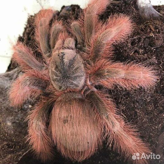 Пауки птицееды